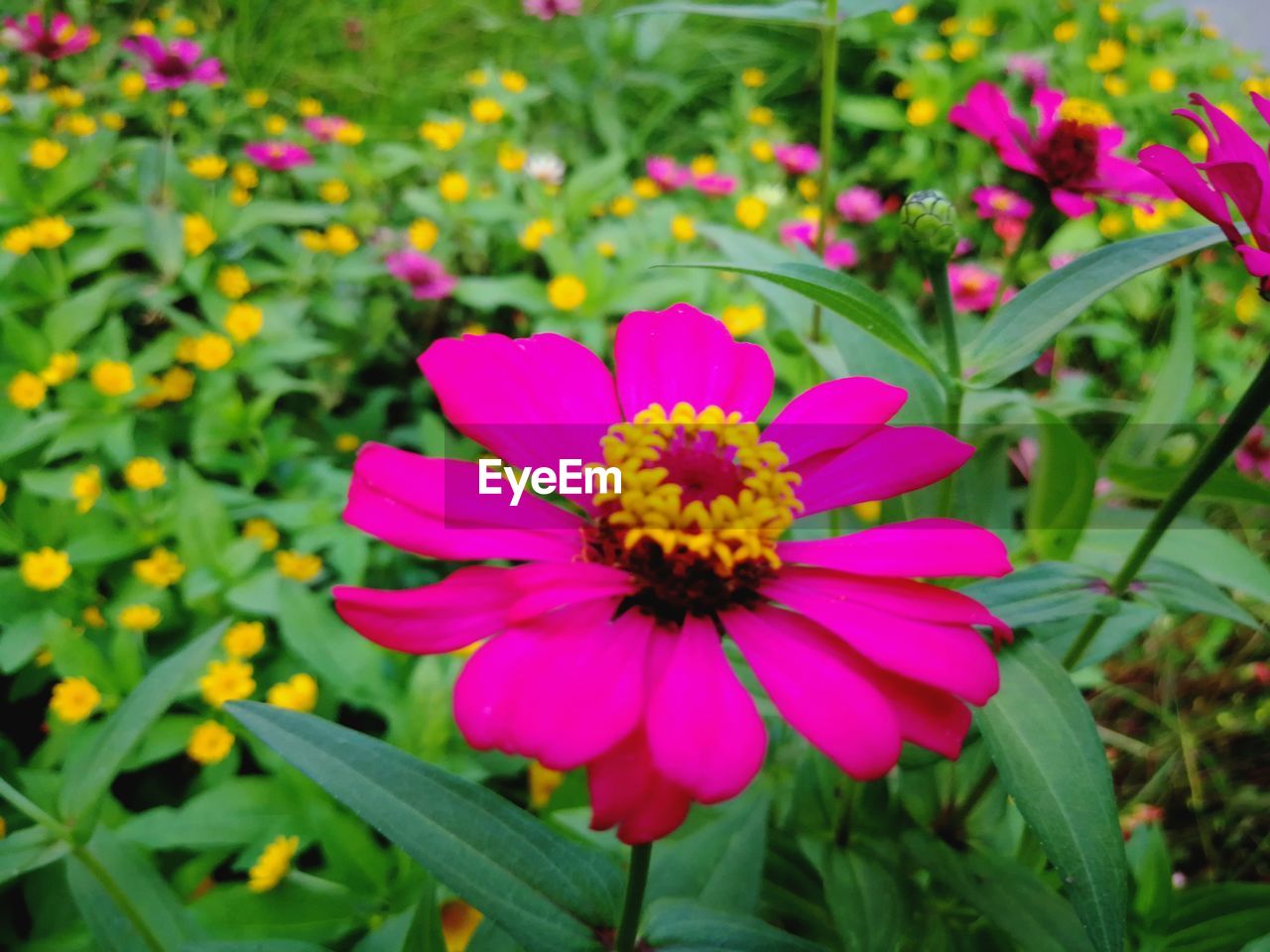 Close-up of gerbera daisy blooming in park