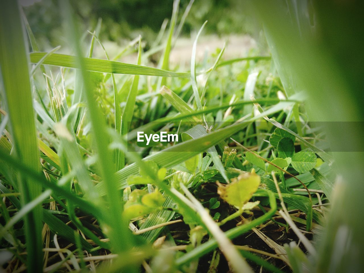 Close-up of grass growing on field