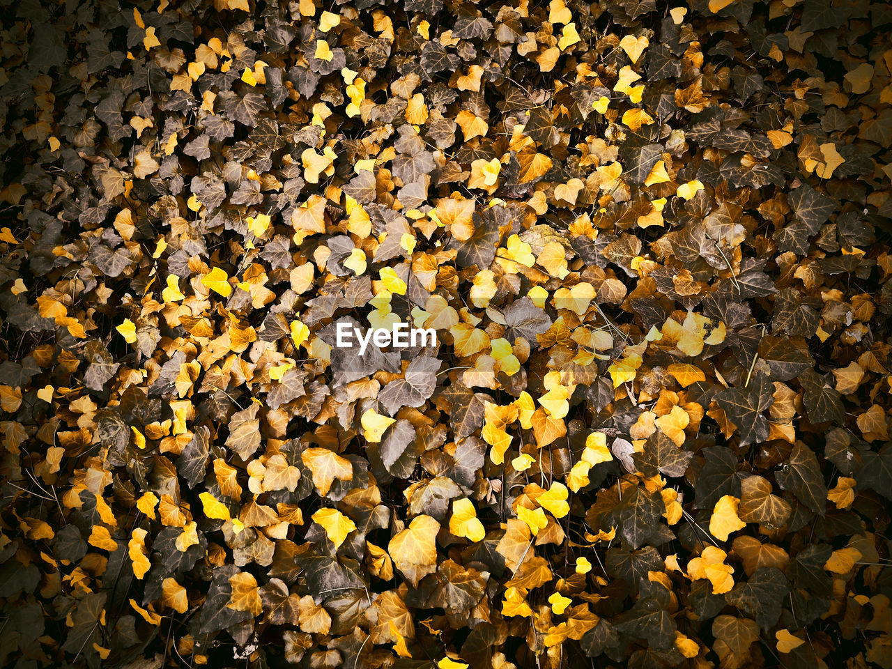 yellow, sunlight, autumn, leaf, nature, plant part, abundance, no people, high angle view, backgrounds, full frame, day, soil, outdoors, large group of objects, dry, tree, land, falling, leaves, flower, beauty in nature, field, directly above, street, textured, tranquility