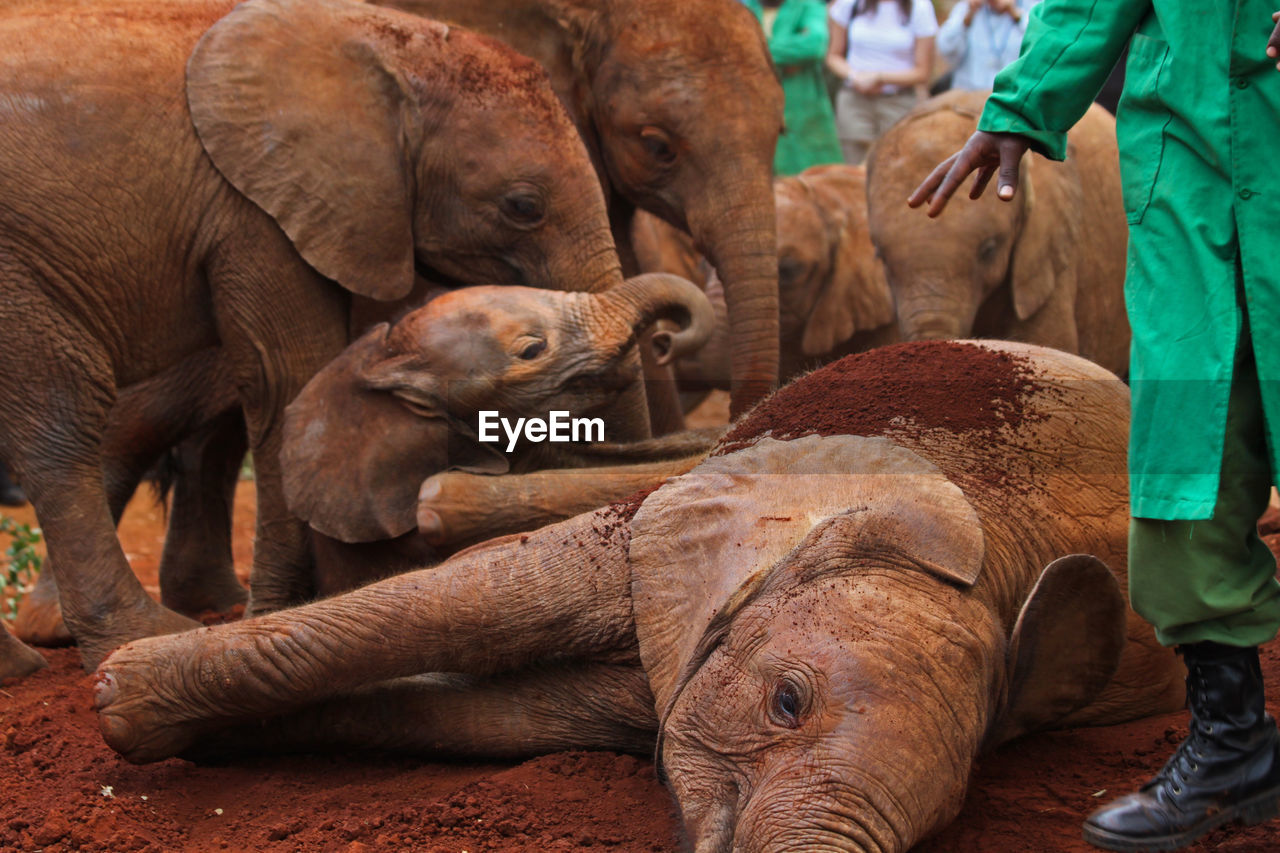 Elephants playing in dirt