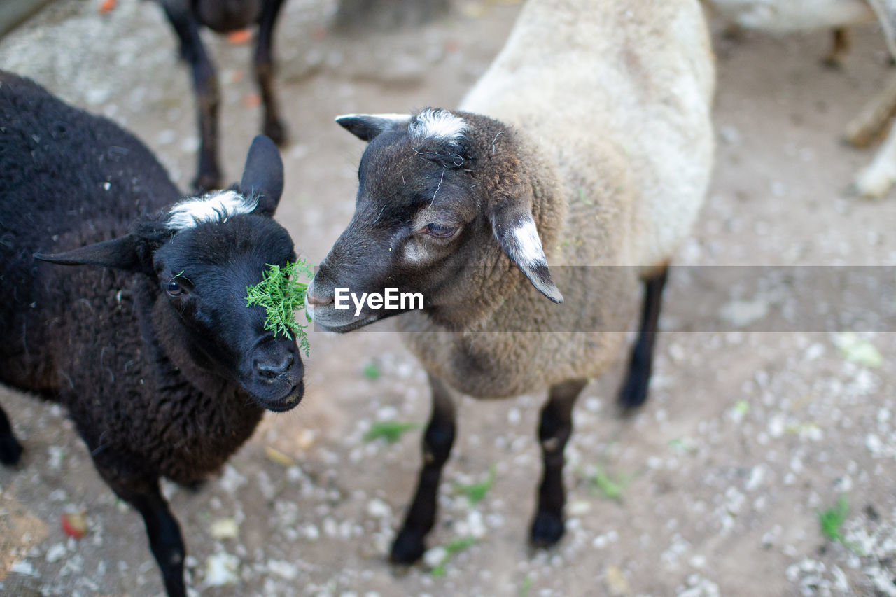 Cute sheep and goats on the farm close up portrait