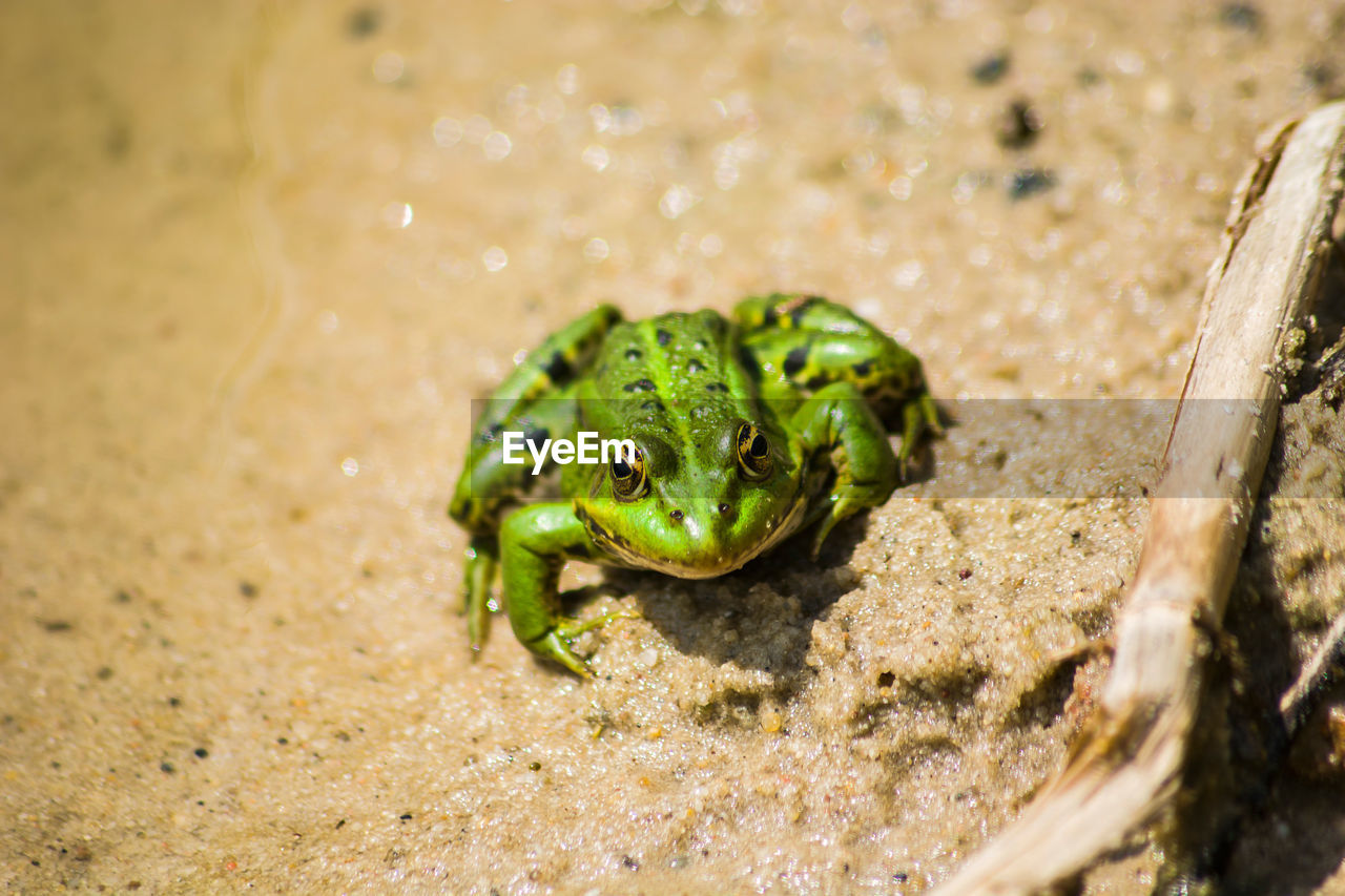 CLOSE-UP OF GREEN FROG IN WATER