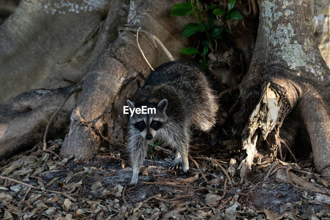 Young raccoon procyon lotor creeps forward as he forages for food in naples, florida.