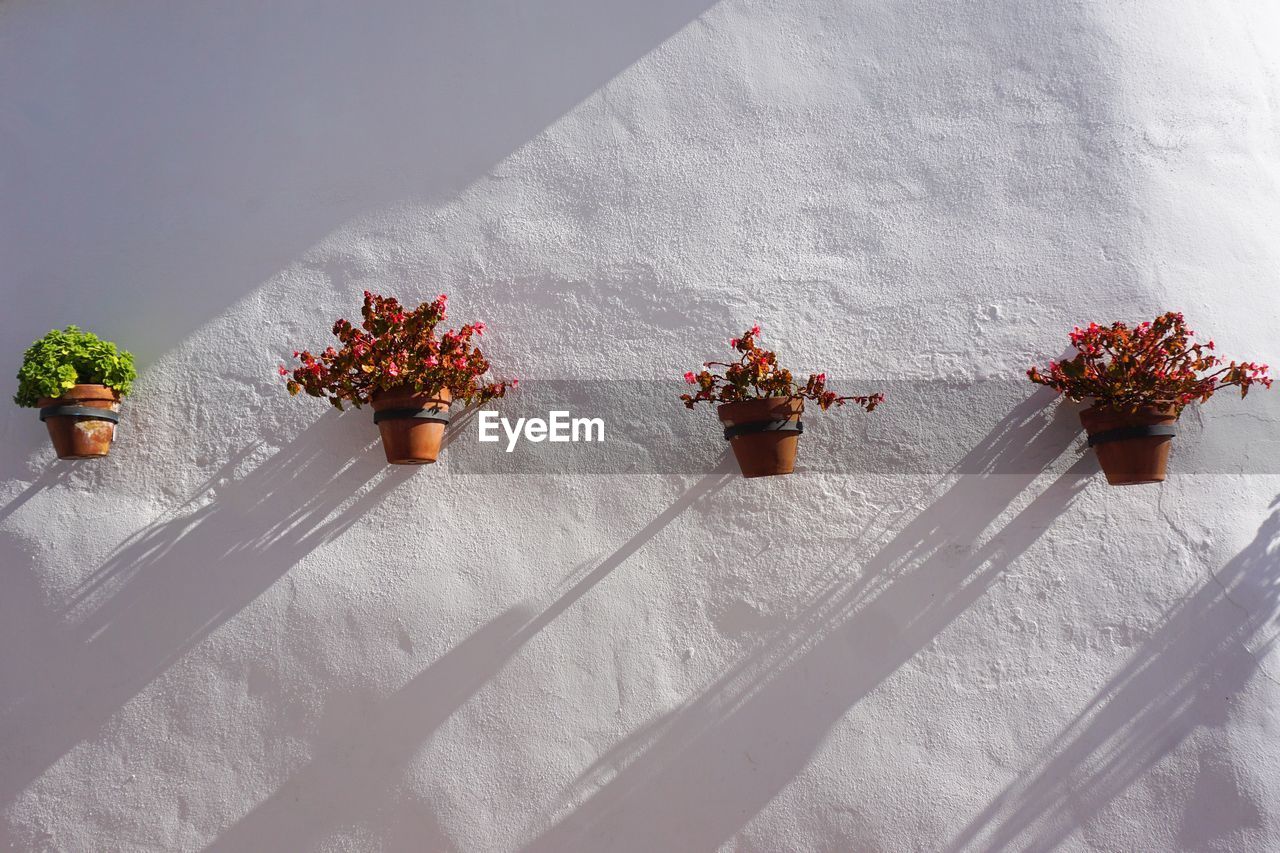 Close-up of potted plants on wall