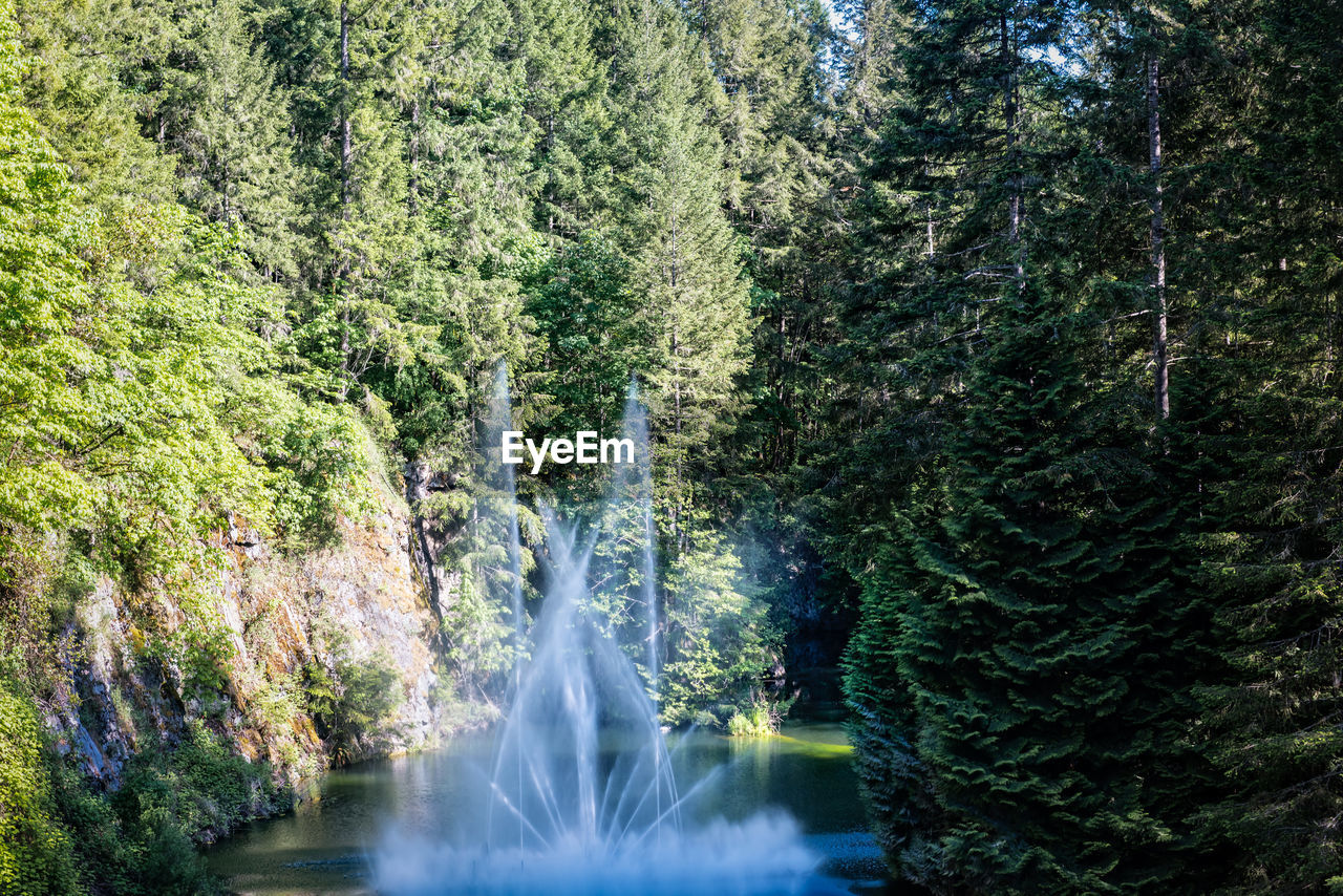 RIVER FLOWING IN FOREST