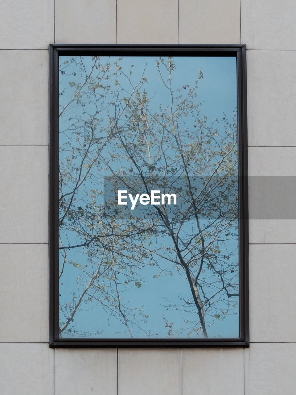 Reflection of tree on window