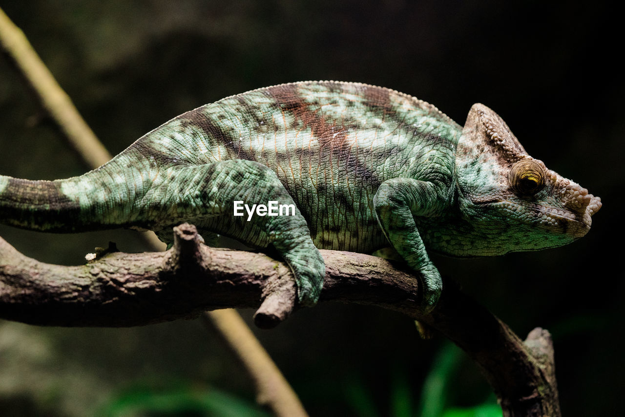Close-up of chameleon on branch in forest