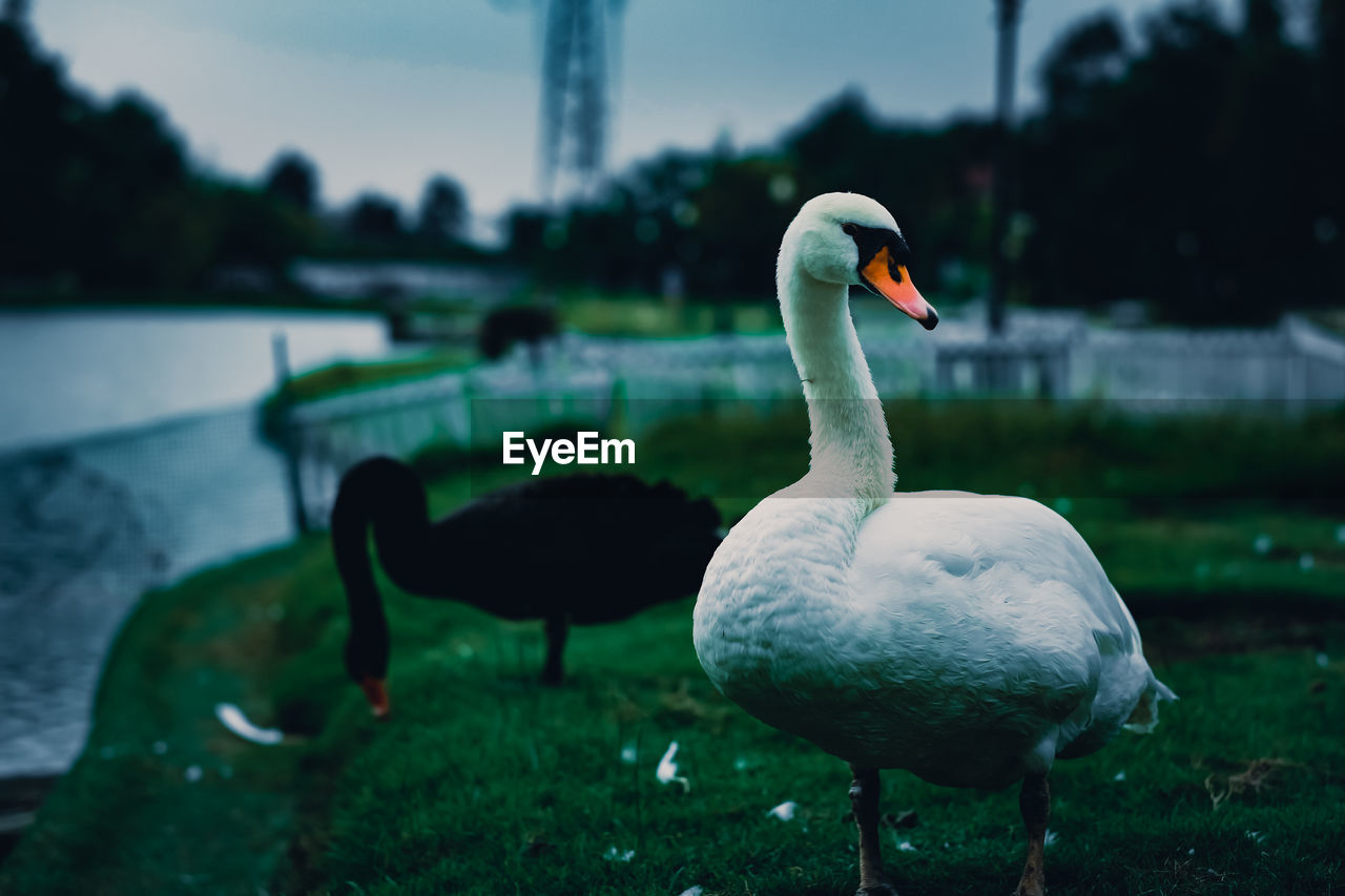 SWAN SWIMMING IN LAKE