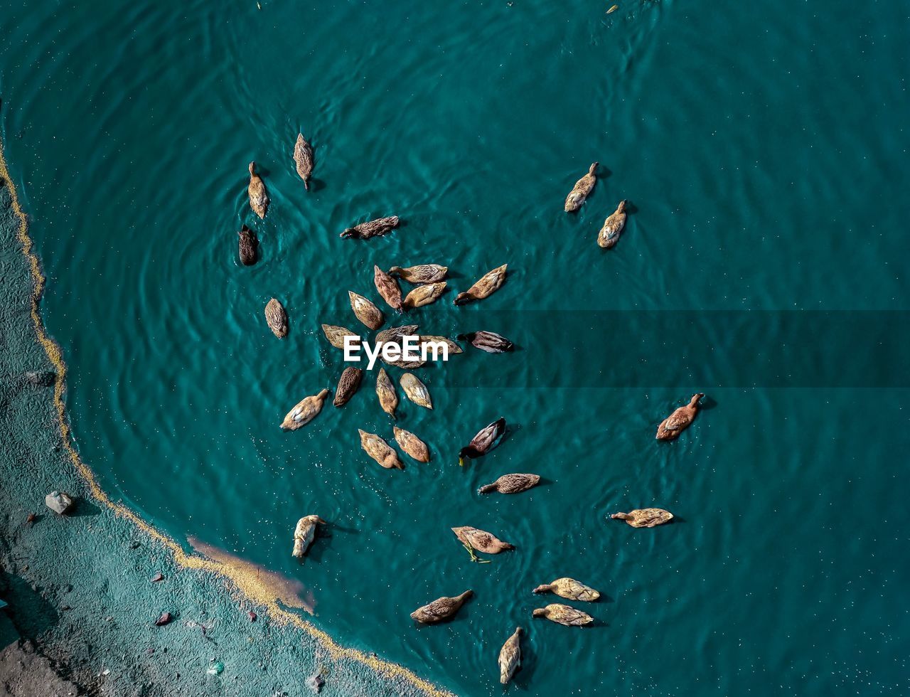 HIGH ANGLE VIEW OF DUCKS FLOATING ON SEA