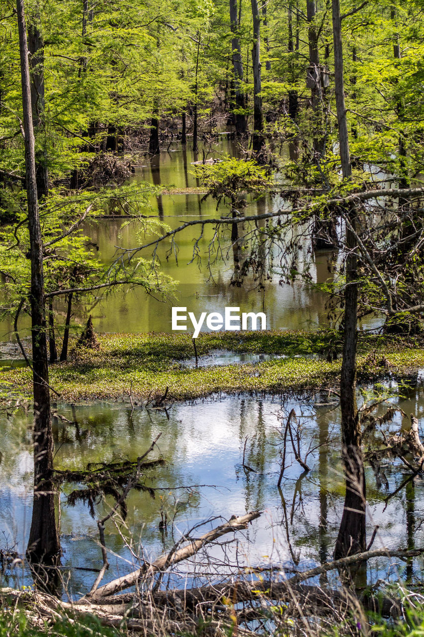 REFLECTION OF TREES IN LAKE WATER