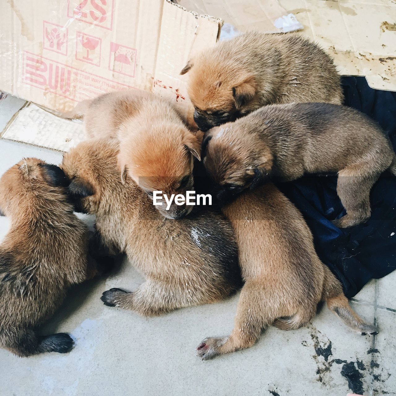 High angle view of puppies on floor