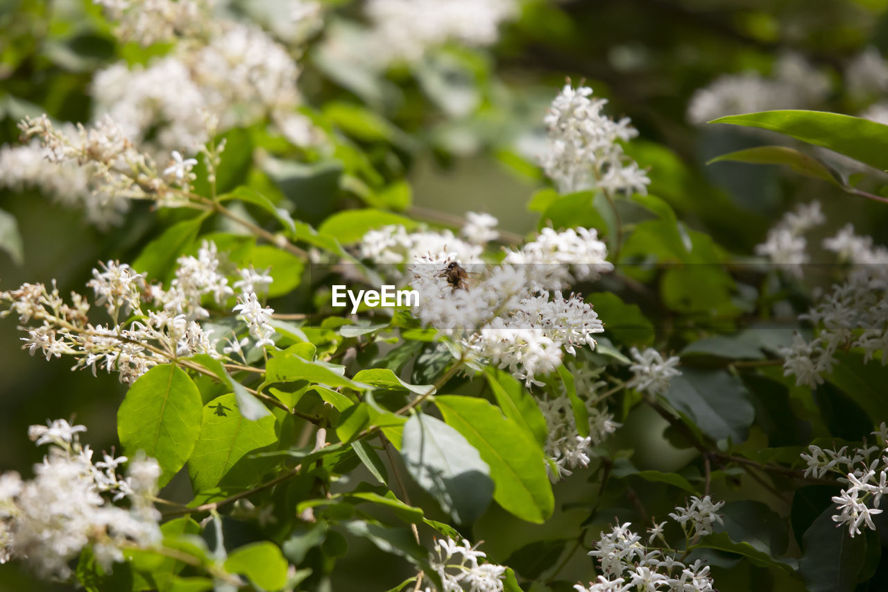 CLOSE-UP OF WHITE FLOWERING PLANT WITH PLANTS