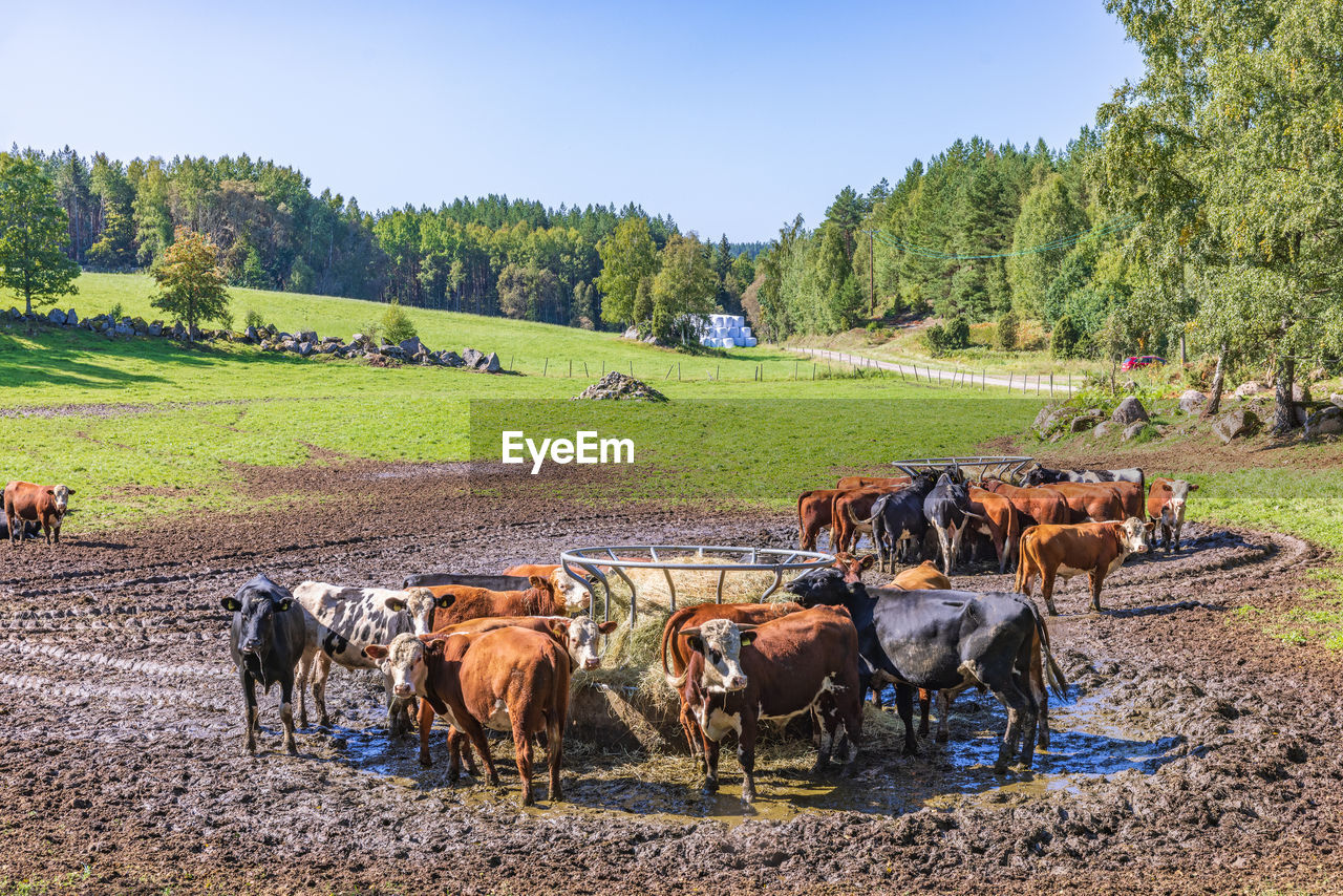 mammal, animal, domestic animals, animal themes, livestock, group of animals, rural area, agriculture, pet, landscape, animal wildlife, plant, pasture, land, nature, rural scene, field, environment, cattle, tree, farm, sky, herd, cow, occupation, large group of animals, sunlight, domestic cattle, grass, outdoors, vehicle, day, transportation, horse, no people, scenics - nature, ranch, wildlife, food, travel, beauty in nature