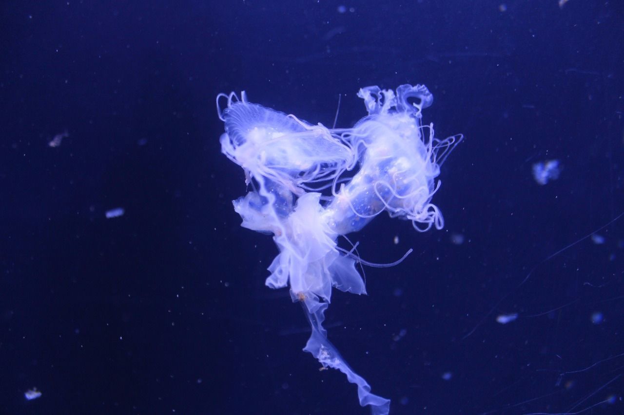 Jellyfish in blue sea