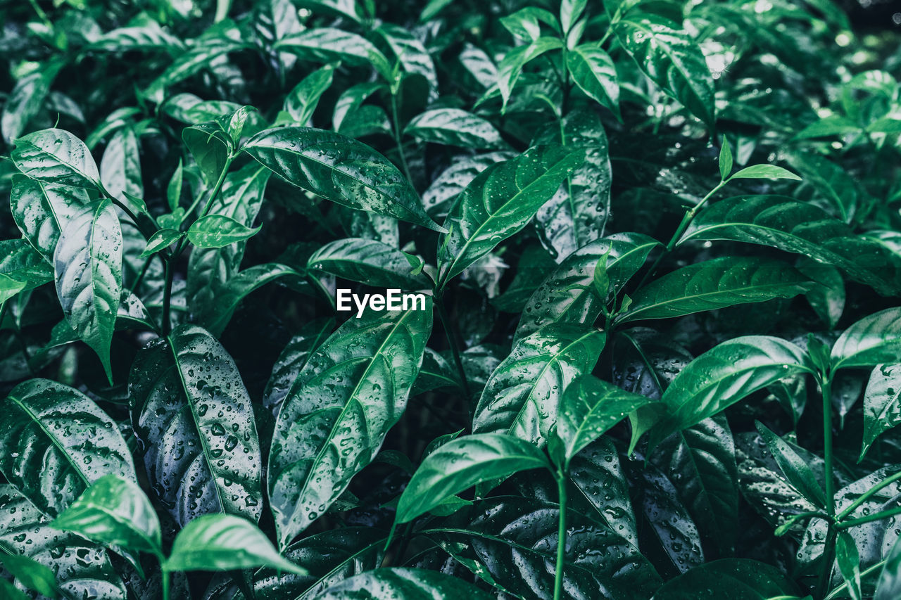 Full frame shot of fresh green leaves