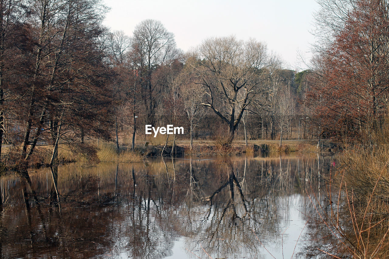 Lake by bare trees in forest