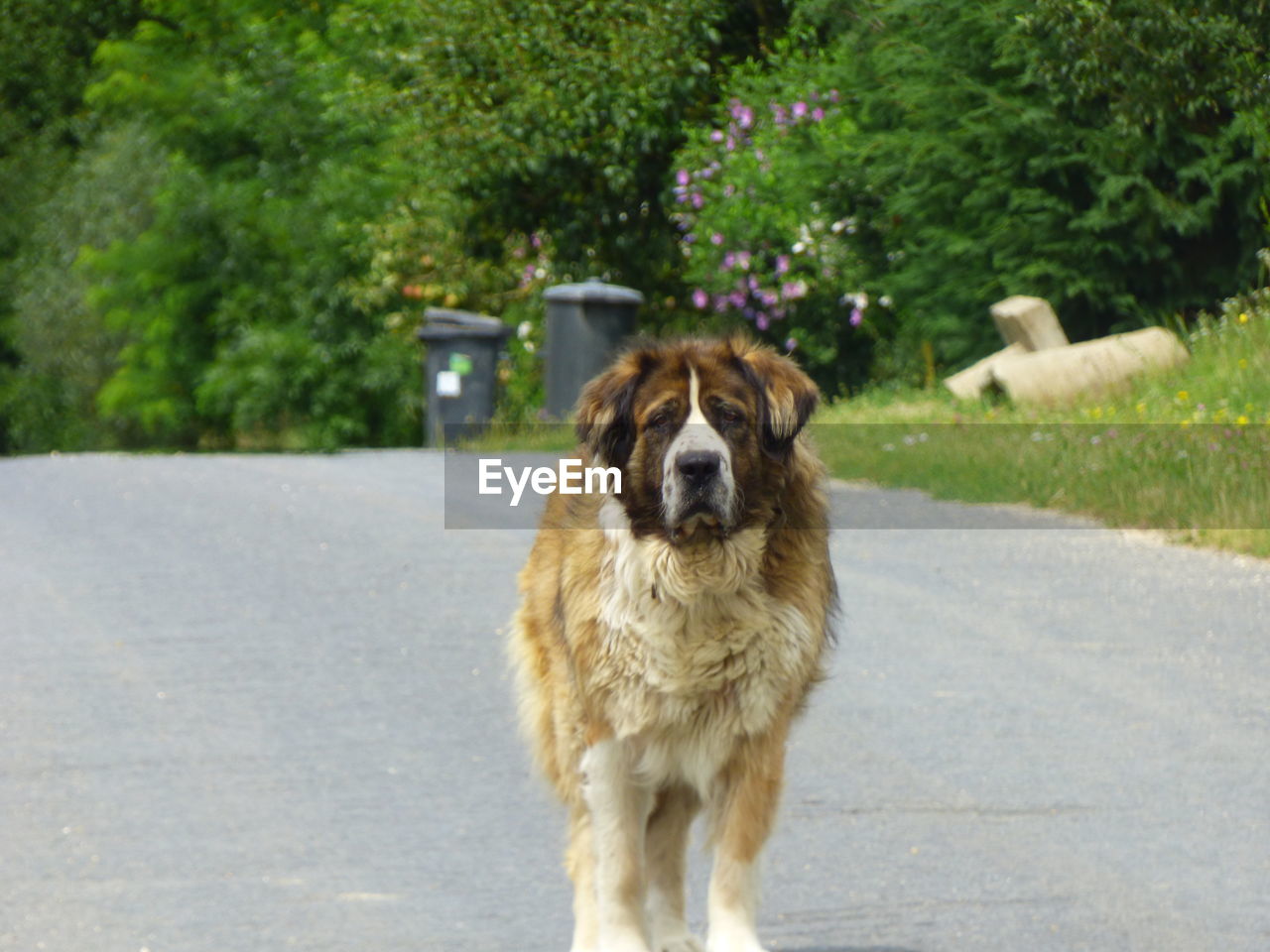 PORTRAIT OF DOG ON ROAD