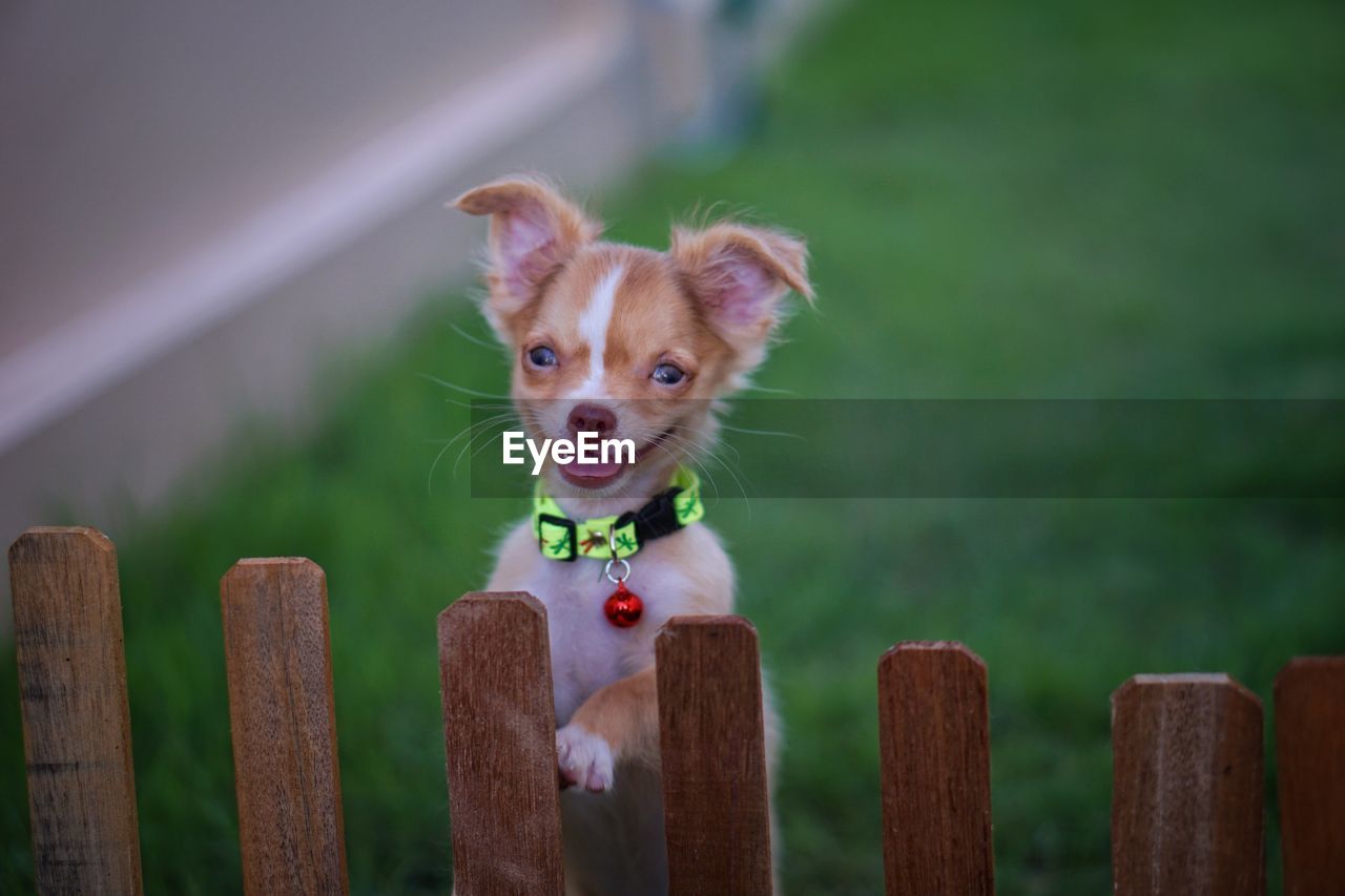Portrait of dog rearing up on wooden fence