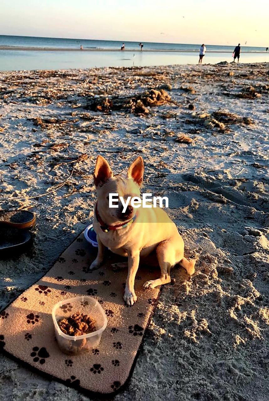 animal, dog, canine, animal themes, mammal, pet, one animal, beach, sea, domestic animals, water, land, nature, sky, sand, horizon over water, horizon, no people, day, beauty in nature, lap dog, sunset, sunlight, french bulldog, outdoors