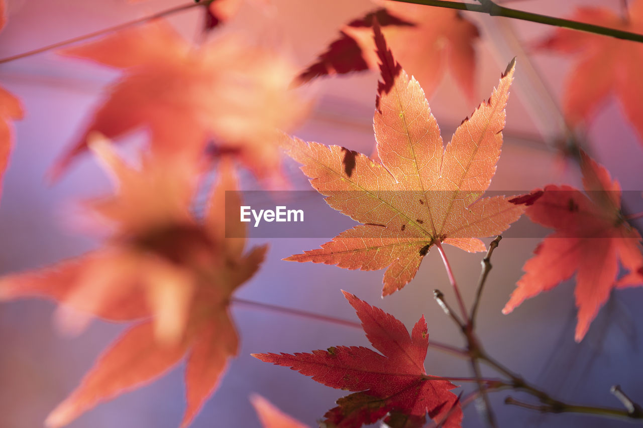 Close-up of maple leaves on plant