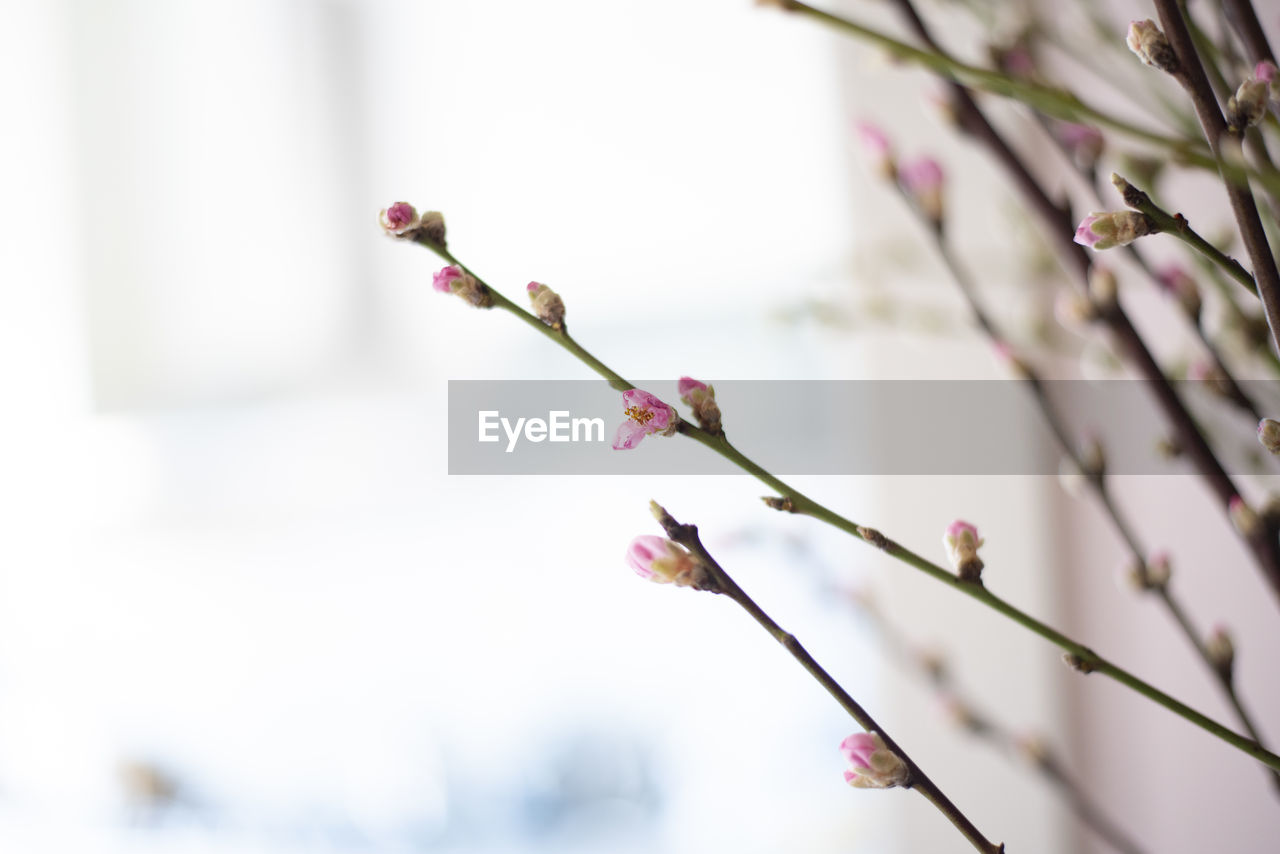 Close-up of pink cherry blossom on tree