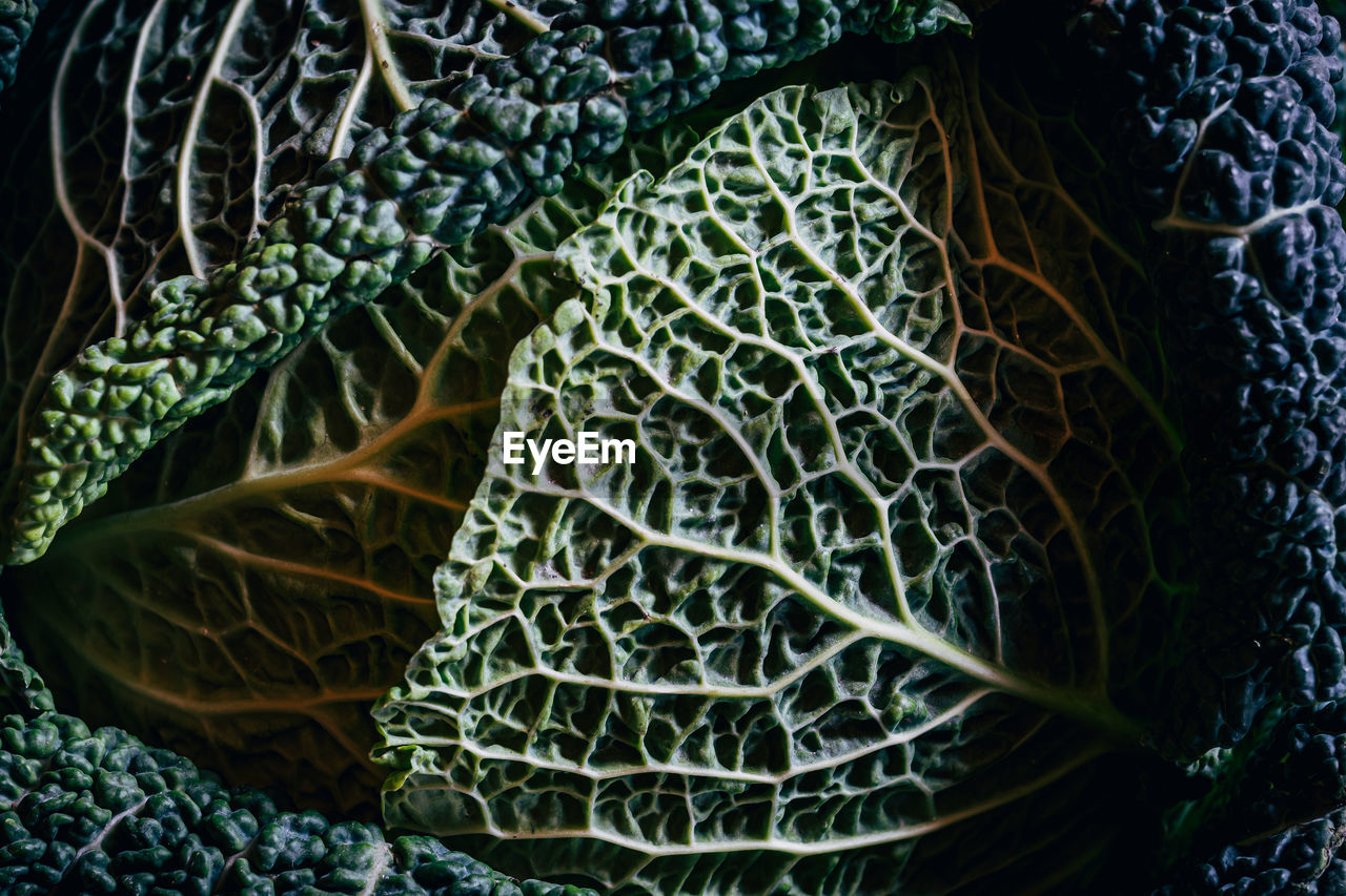 Close up of savoy cabbage