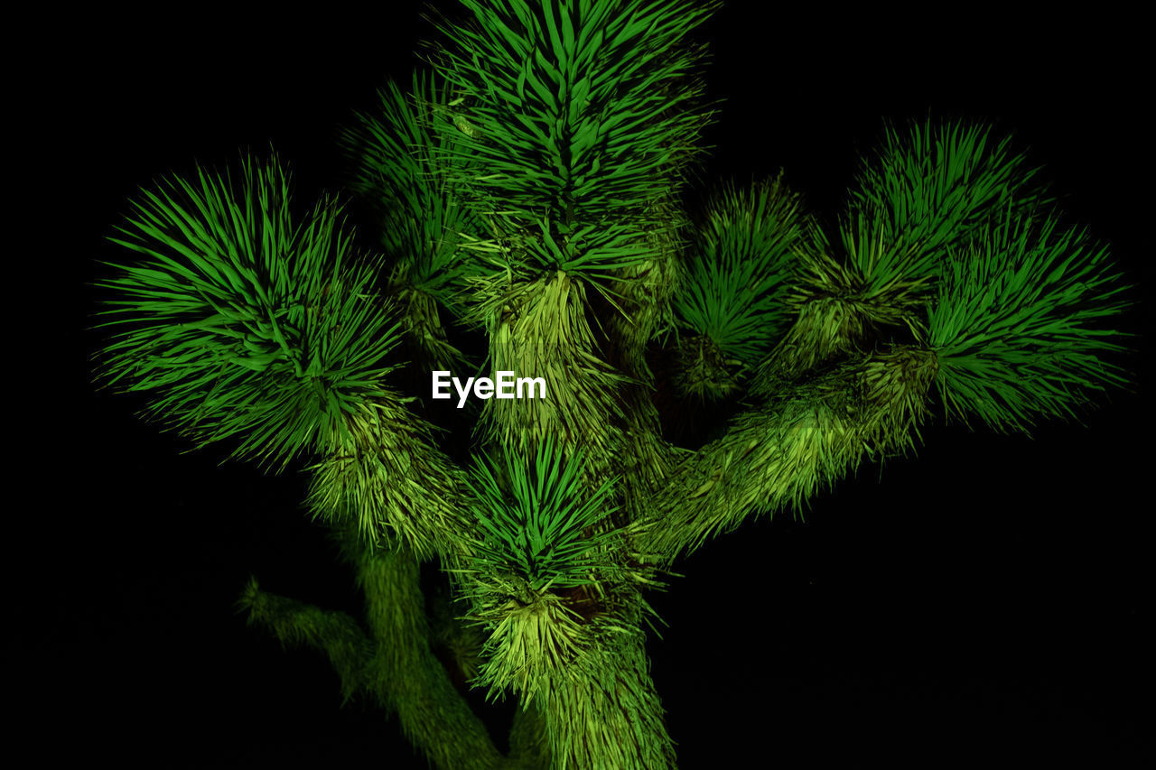 CLOSE-UP OF PLANT AGAINST BLACK BACKGROUND