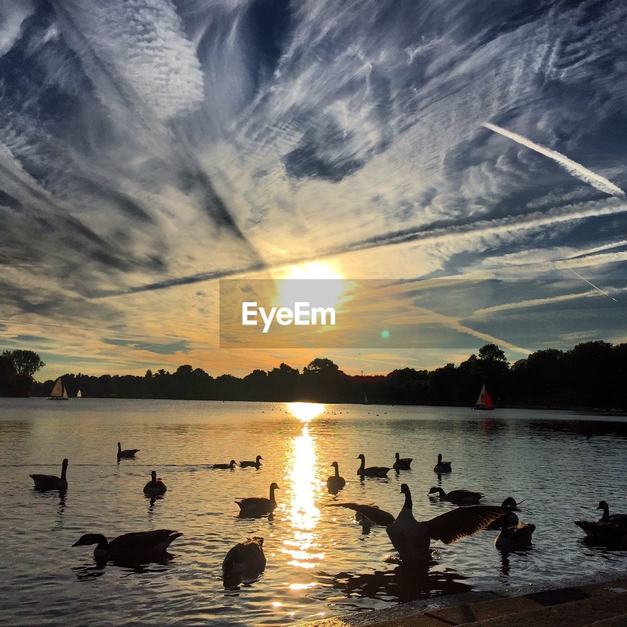 Silhouette birds swimming in lake against cloudy sky at sunset