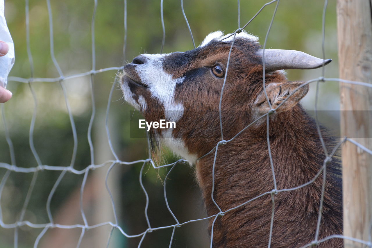 Goat seen through fence