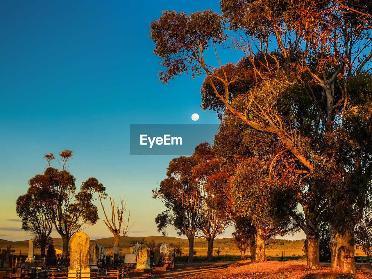 Trees on field at cemetery during sunset