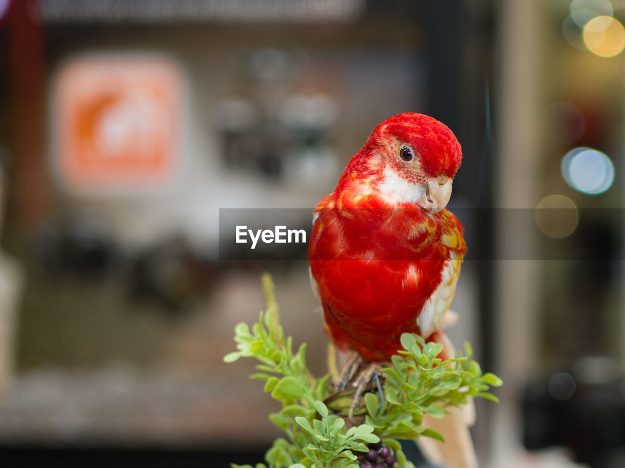 CLOSE-UP OF A BIRD IN A FRUIT