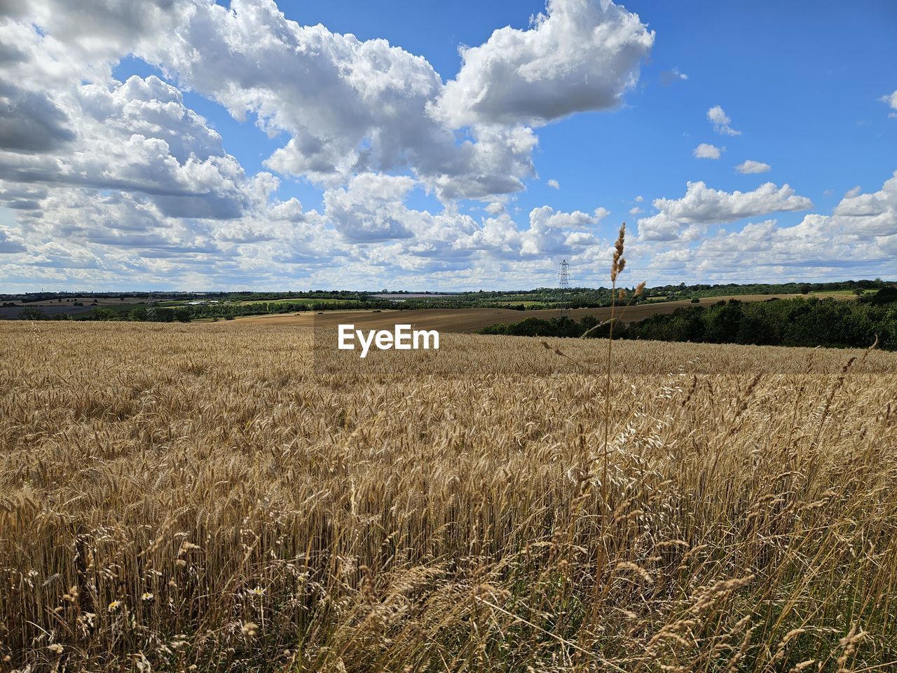 landscape, sky, environment, cloud, land, field, horizon, grass, plant, agriculture, grassland, plain, rural scene, prairie, nature, crop, rural area, cereal plant, scenics - nature, beauty in nature, growth, barley, tranquility, no people, meadow, blue, farm, day, wheat, tranquil scene, food, outdoors, horizon over land, steppe, soil, summer, sunlight, non-urban scene