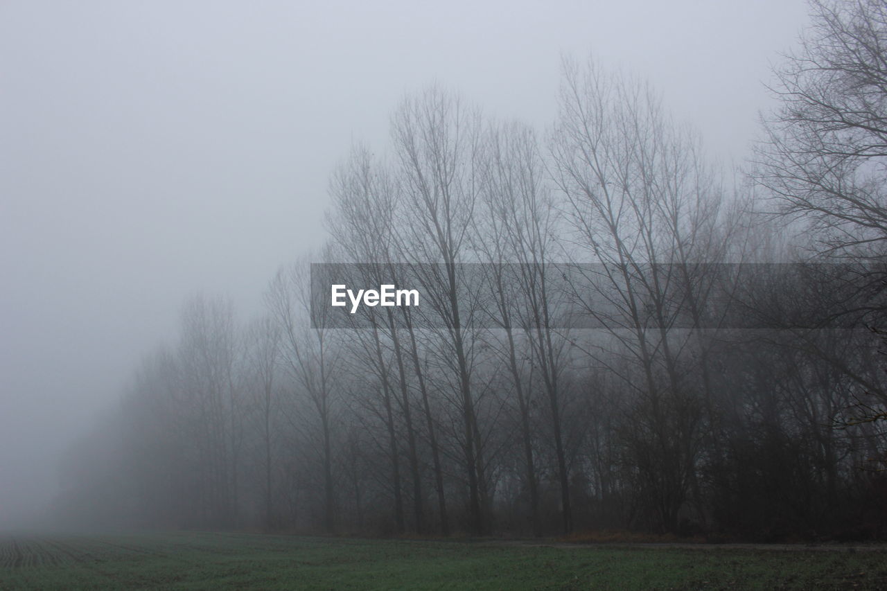 Trees growing on field against sky during foggy weather