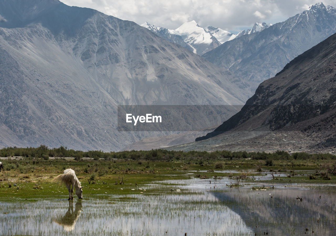 Scenic view of landscape against mountains