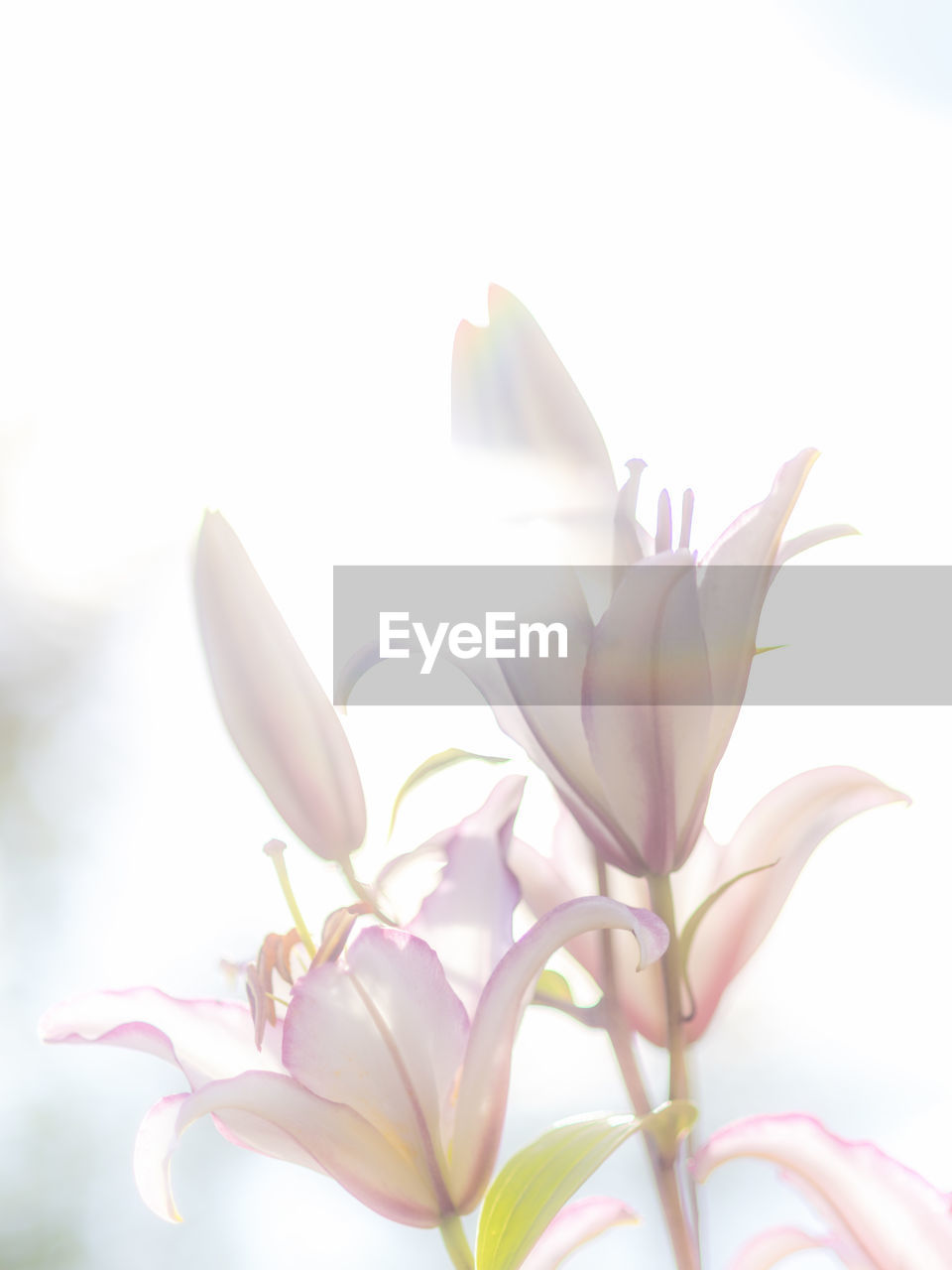 Close-up of flowers growing against sky during sunny day