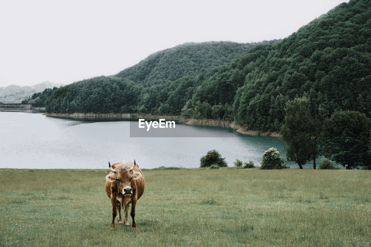 Cow on grass against lake and sky