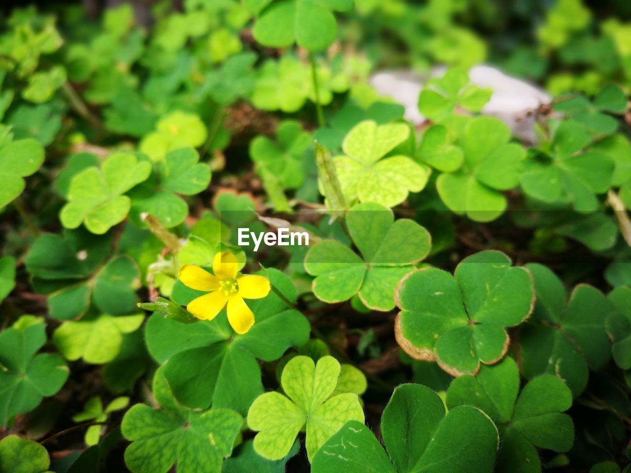 HIGH ANGLE VIEW OF GREEN FLOWERING PLANTS