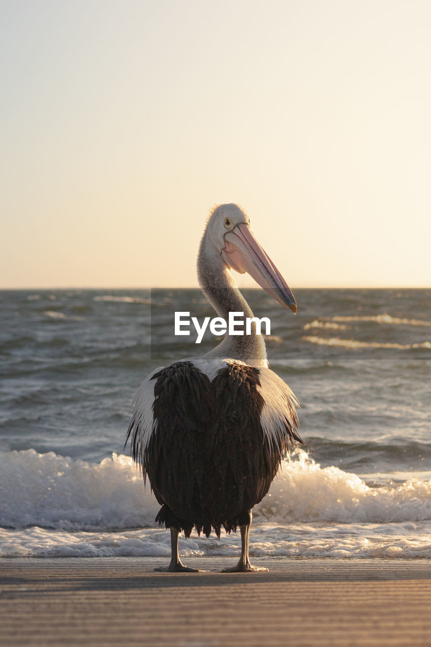 View of bird on beach