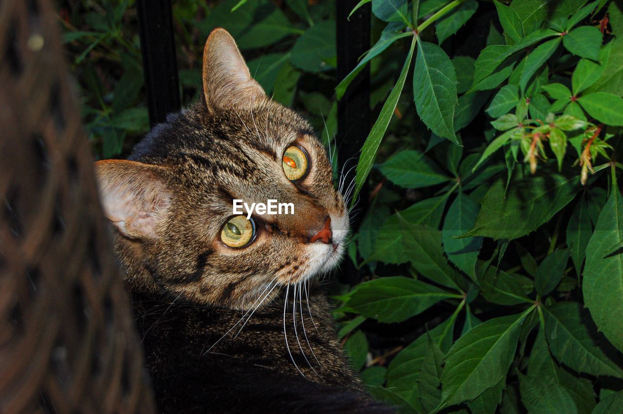 Close-up portrait of a cat