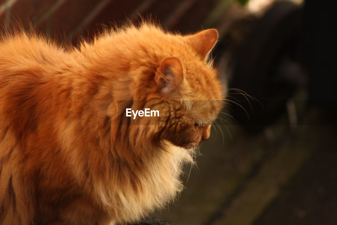 Close-up of brown cat