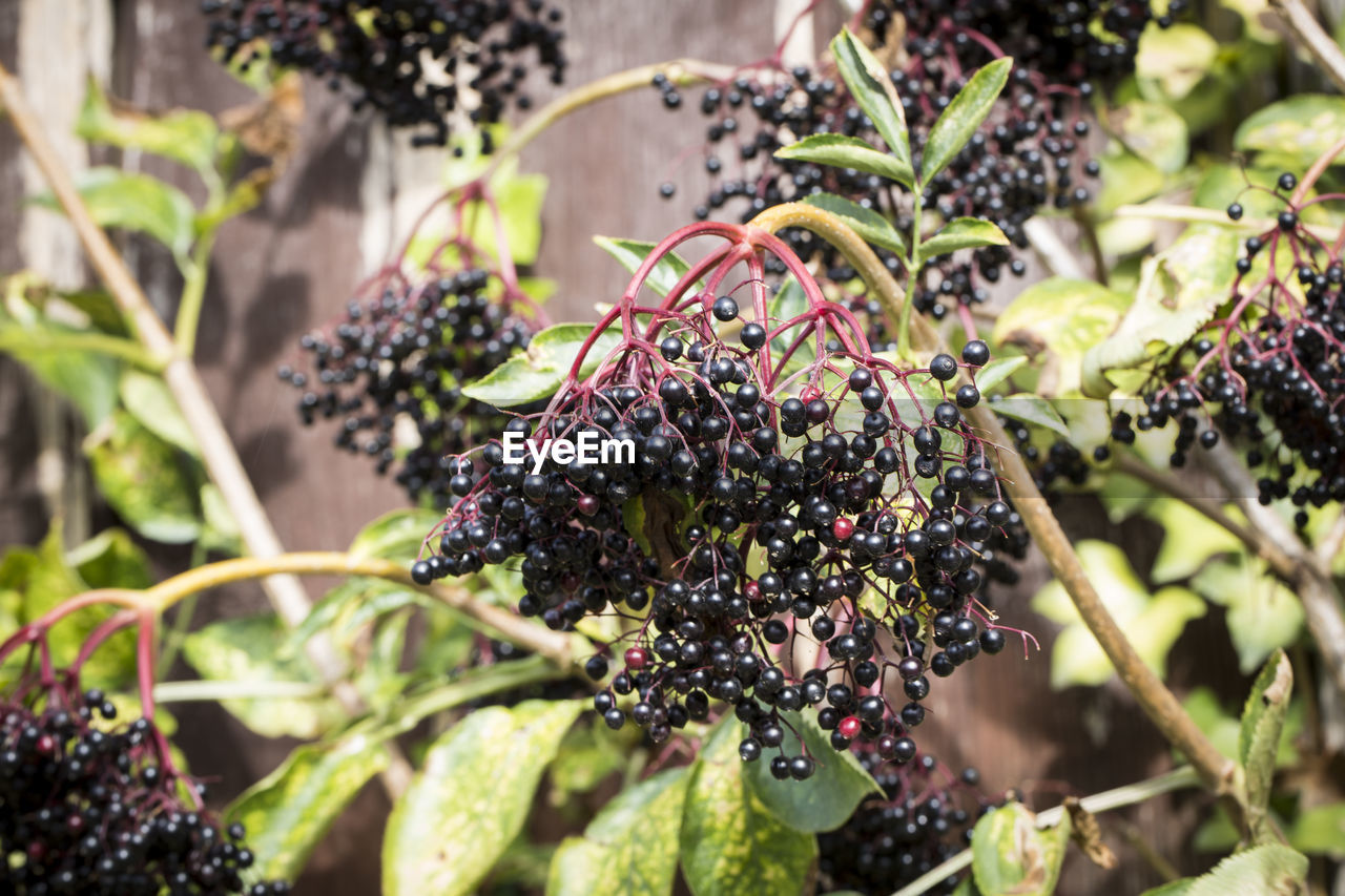 CLOSE-UP OF BERRIES ON PLANT