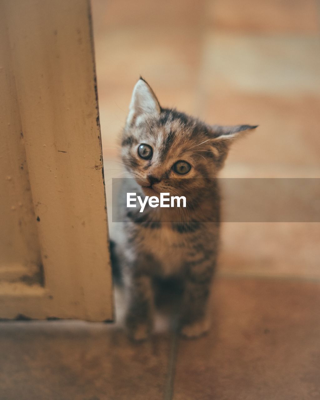 High angle portrait of kitten sitting on floor