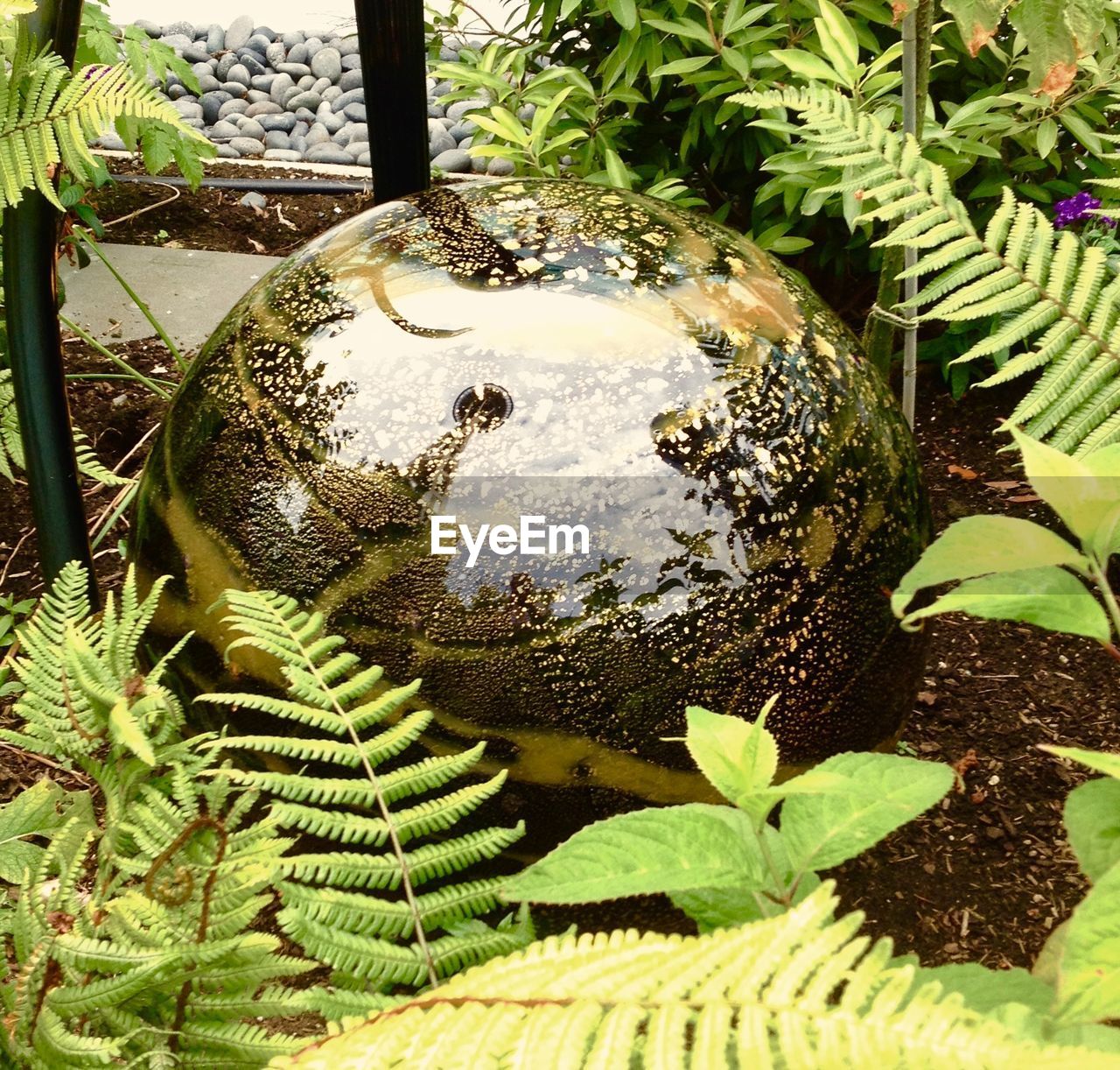 CLOSE-UP OF PLANTS AGAINST WATER