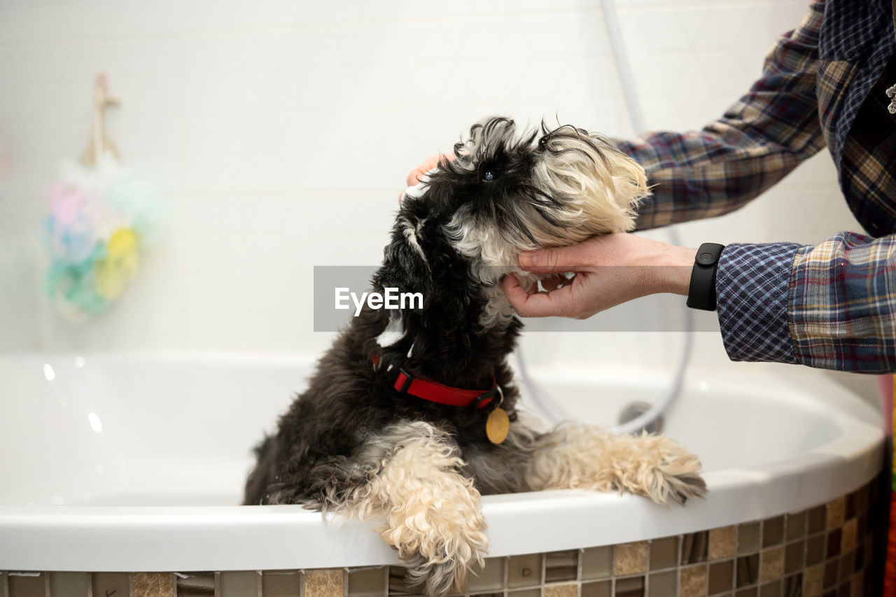 The schnauzer dog is standing in the bathroom, the owner's hands are stroking his muzzle