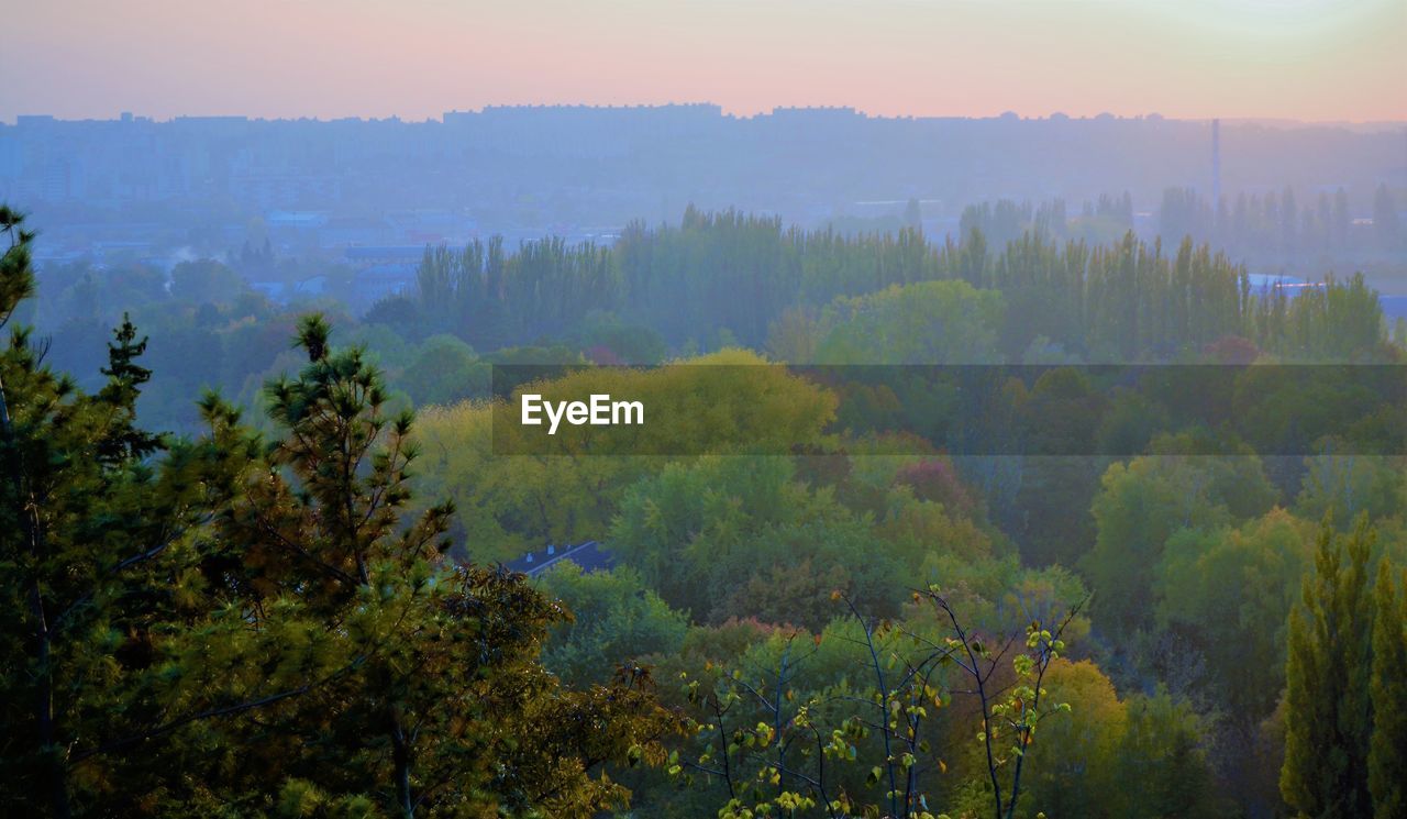 SCENIC VIEW OF TREES IN FOREST AGAINST SKY
