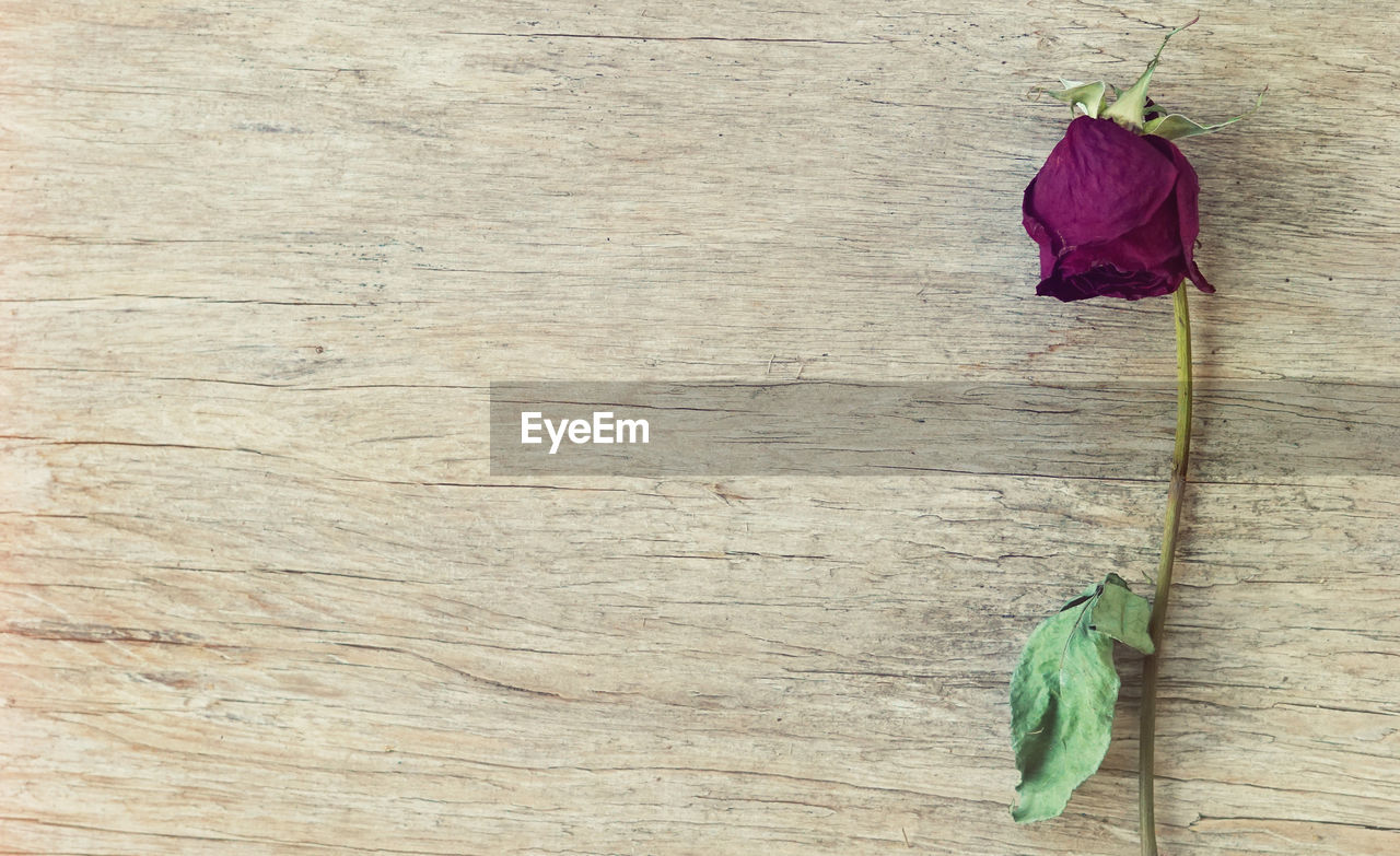 CLOSE-UP OF FLOWER ON TABLE AGAINST WALL