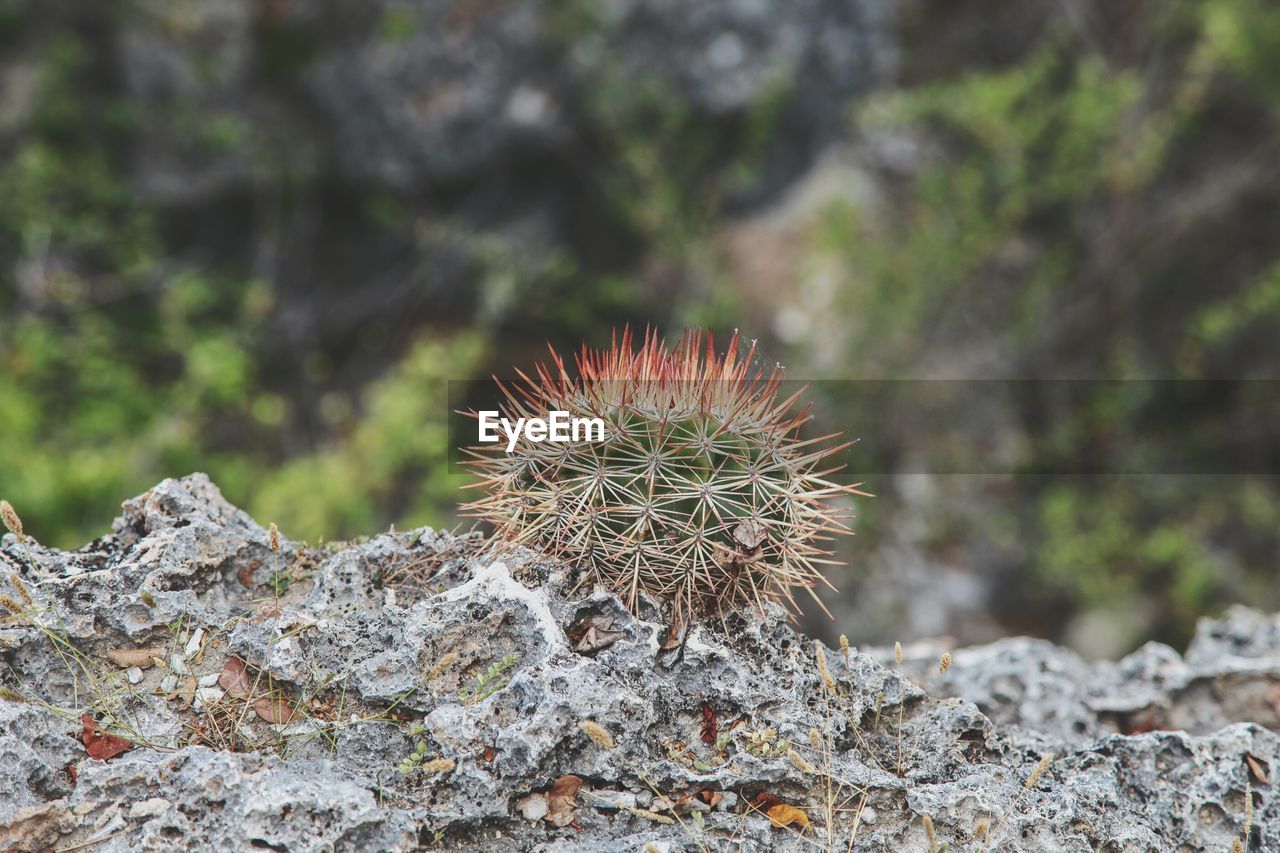 Close-up of cactus plant