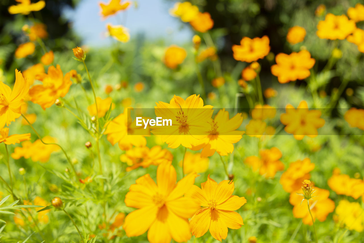 CLOSE-UP OF YELLOW FLOWERING PLANT