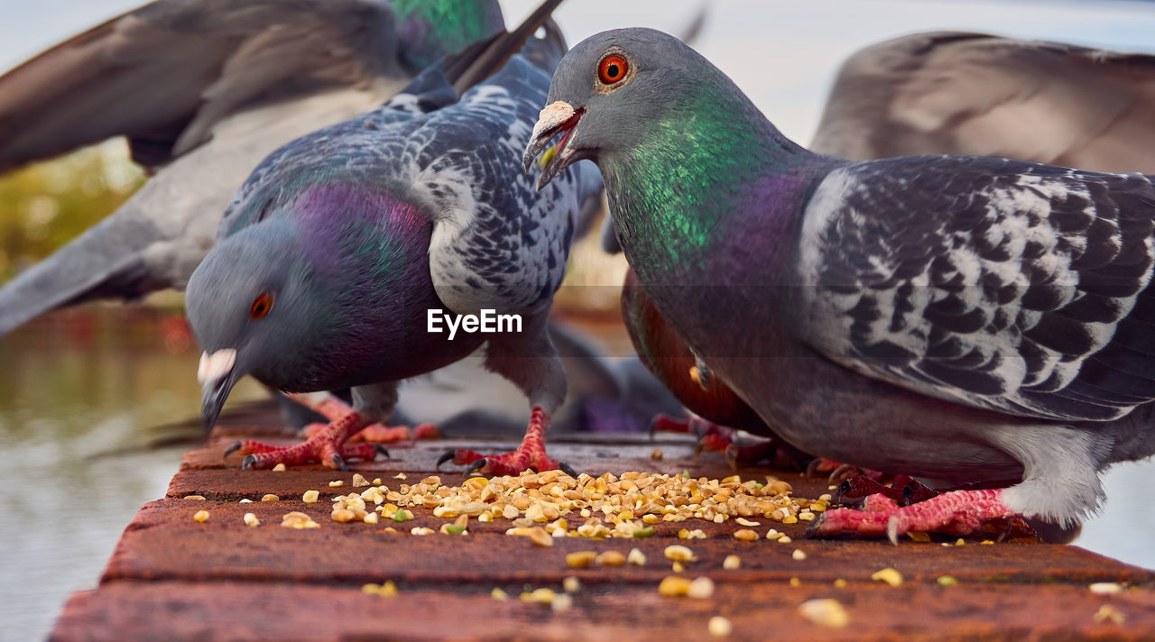 CLOSE-UP OF BIRDS EATING