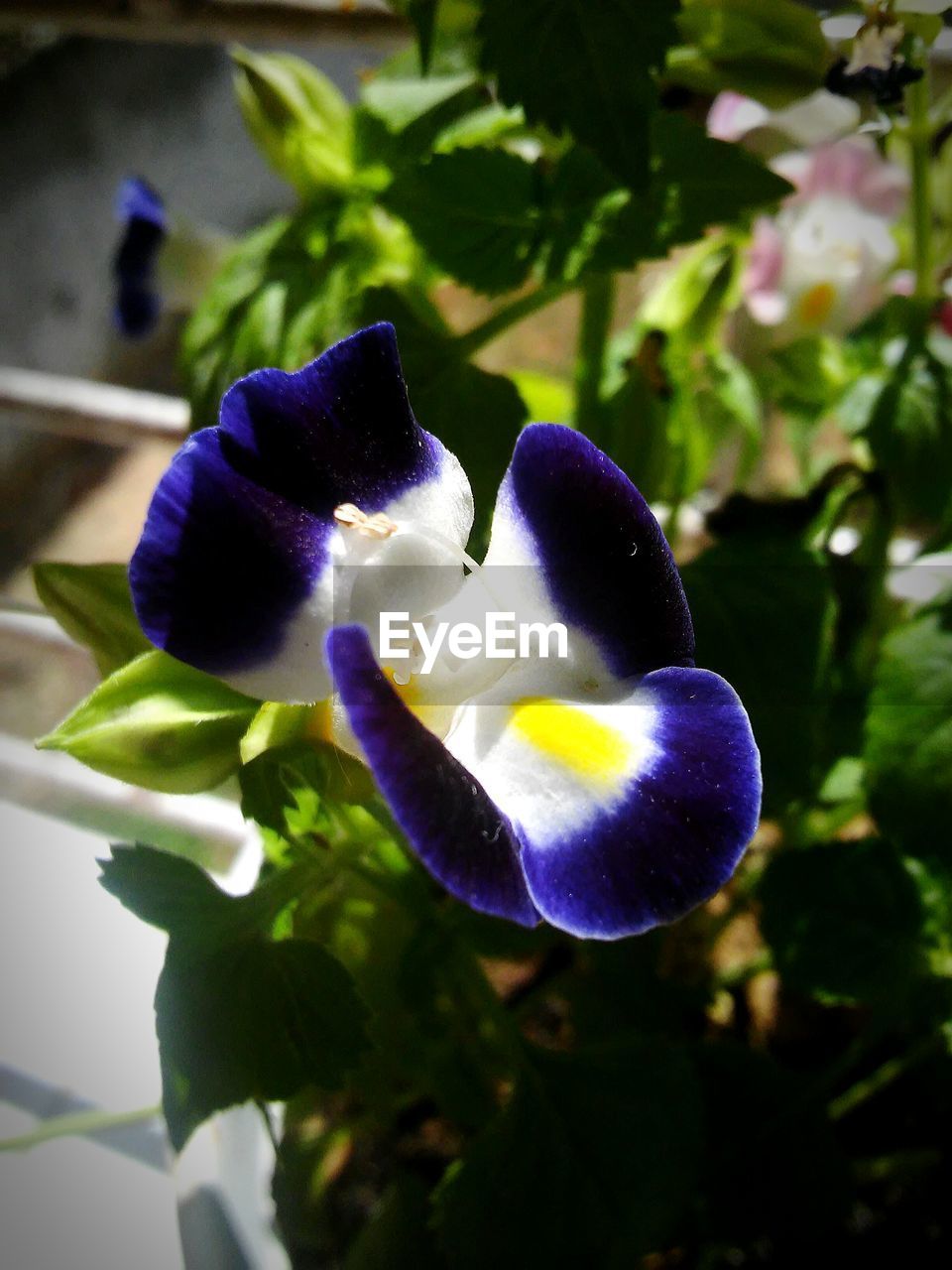 CLOSE-UP OF PURPLE FLOWERS BLOOMING